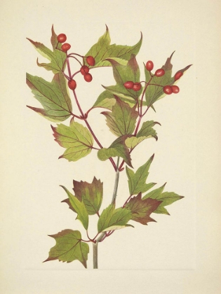 Picture of NORTH AMERICAN WILD FLOWERS 1925 - CRANBERRY BUSH