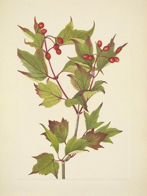 Picture of NORTH AMERICAN WILD FLOWERS 1925 - CRANBERRY BUSH