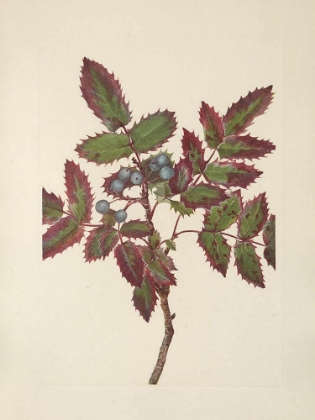 Picture of NORTH AMERICAN WILD FLOWERS 1925 - CREEPING HOLLYGRAPE
