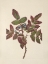 Picture of NORTH AMERICAN WILD FLOWERS 1925 - CREEPING HOLLYGRAPE