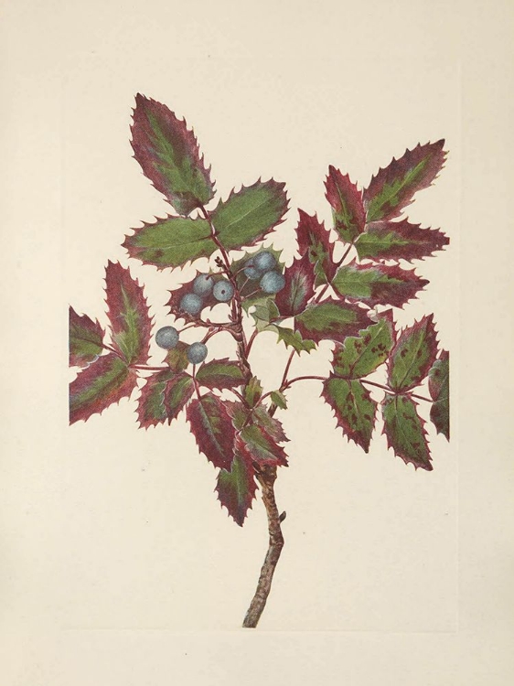 Picture of NORTH AMERICAN WILD FLOWERS 1925 - CREEPING HOLLYGRAPE