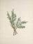 Picture of NORTH AMERICAN WILD FLOWERS 1925 - CREEPING JUNIPER