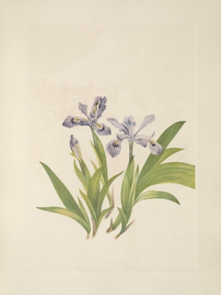Picture of NORTH AMERICAN WILD FLOWERS 1925 - CRESTED IRIS