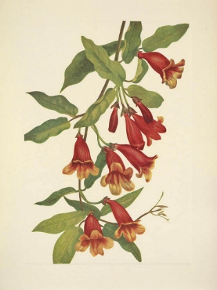 Picture of NORTH AMERICAN WILD FLOWERS 1925 - CROSSVINE