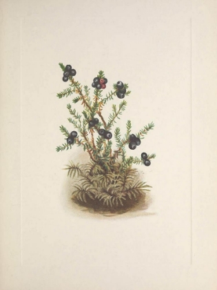 Picture of NORTH AMERICAN WILD FLOWERS 1925 - CROWBERRY