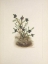 Picture of NORTH AMERICAN WILD FLOWERS 1925 - CROWBERRY