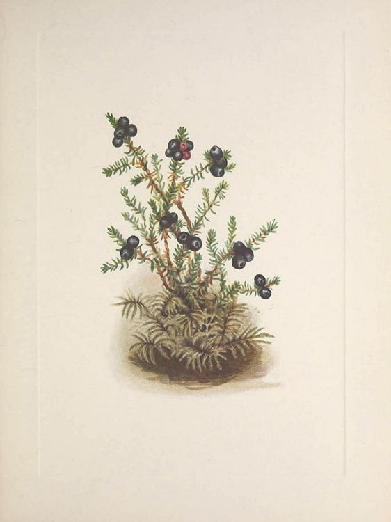 Picture of NORTH AMERICAN WILD FLOWERS 1925 - CROWBERRY
