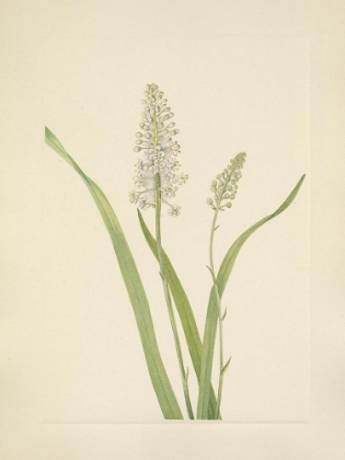 Picture of NORTH AMERICAN WILD FLOWERS 1925 - CROWPOISON
