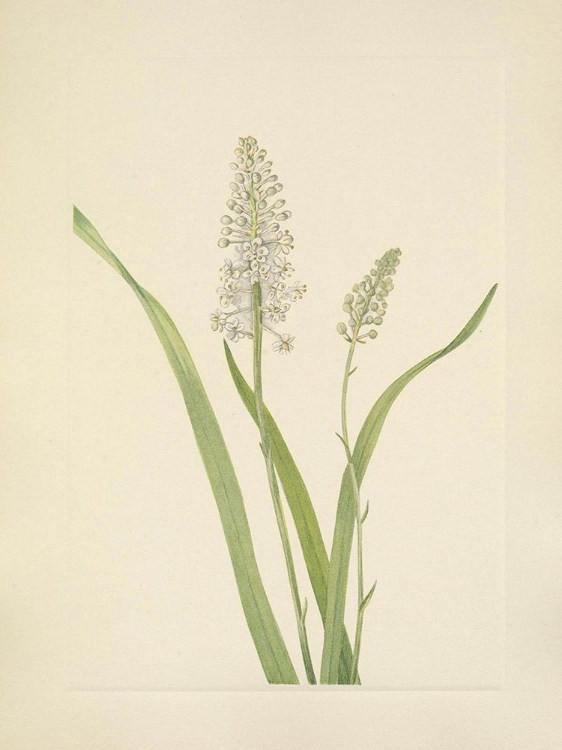 Picture of NORTH AMERICAN WILD FLOWERS 1925 - CROWPOISON
