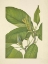 Picture of NORTH AMERICAN WILD FLOWERS 1925 - CUCUMBERTREE