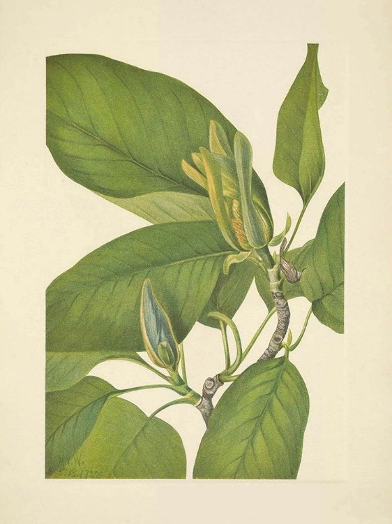 Picture of NORTH AMERICAN WILD FLOWERS 1925 - CUCUMBERTREE