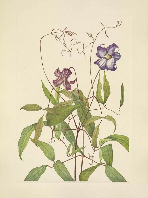 Picture of NORTH AMERICAN WILD FLOWERS 1925 - CURLY CLEMATIS
