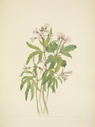 Picture of NORTH AMERICAN WILD FLOWERS 1925 - CUT TOOTHWORT