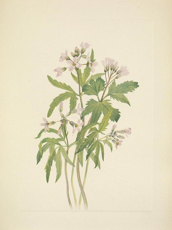 Picture of NORTH AMERICAN WILD FLOWERS 1925 - CUT TOOTHWORT