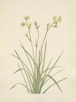 Picture of NORTH AMERICAN WILD FLOWERS 1925 - DEATHCAMAS