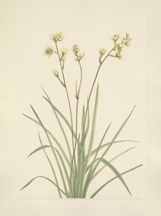 Picture of NORTH AMERICAN WILD FLOWERS 1925 - DEATHCAMAS