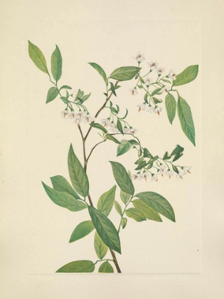 Picture of NORTH AMERICAN WILD FLOWERS 1925 - DEERBERRY