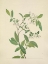 Picture of NORTH AMERICAN WILD FLOWERS 1925 - DEERBERRY