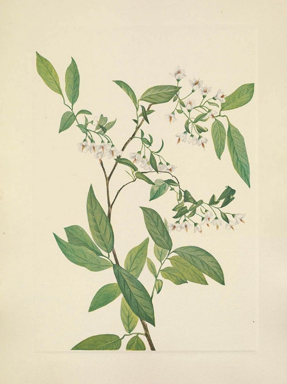 Picture of NORTH AMERICAN WILD FLOWERS 1925 - DEERBERRY