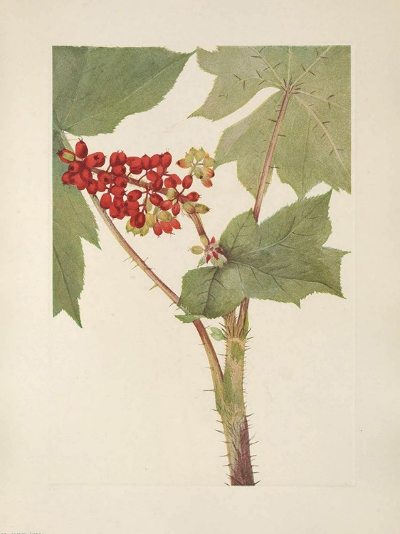 Picture of NORTH AMERICAN WILD FLOWERS 1925 - DEVILSCLUB