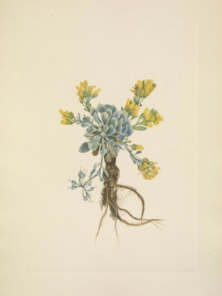 Picture of NORTH AMERICAN WILD FLOWERS 1925 - DOUBLE BLADDERPOD FLOWER