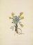 Picture of NORTH AMERICAN WILD FLOWERS 1925 - DOUBLE BLADDERPOD FLOWER