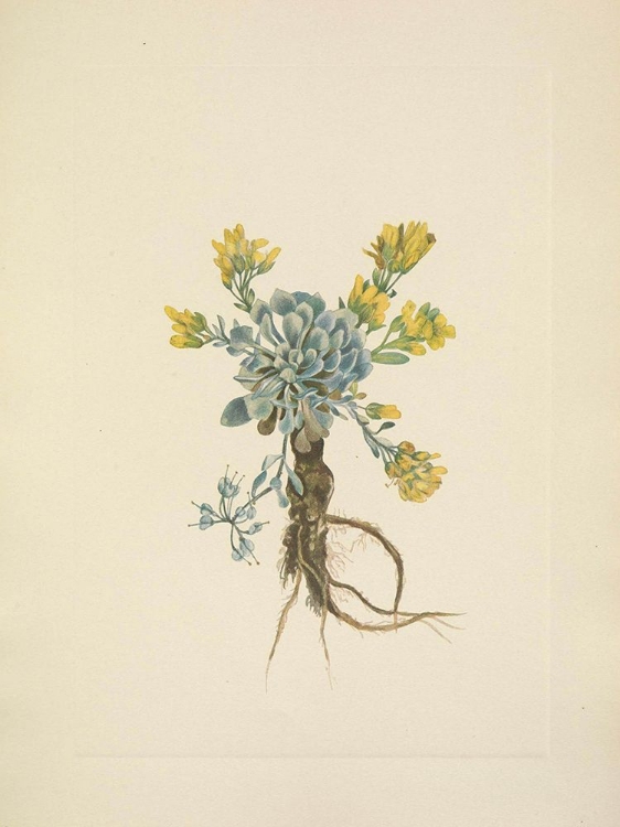 Picture of NORTH AMERICAN WILD FLOWERS 1925 - DOUBLE BLADDERPOD FLOWER