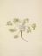 Picture of NORTH AMERICAN WILD FLOWERS 1925 - DOUBLE BLADDERPOD FRUIT