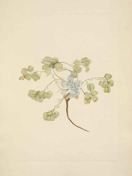 Picture of NORTH AMERICAN WILD FLOWERS 1925 - DOUBLE BLADDERPOD FRUIT