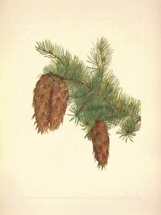 Picture of NORTH AMERICAN WILD FLOWERS 1925 - DOUGLAS FIR