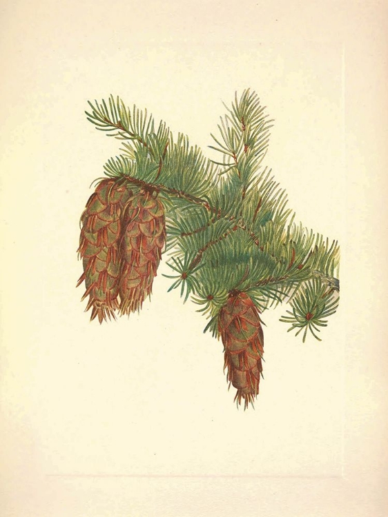 Picture of NORTH AMERICAN WILD FLOWERS 1925 - DOUGLAS FIR
