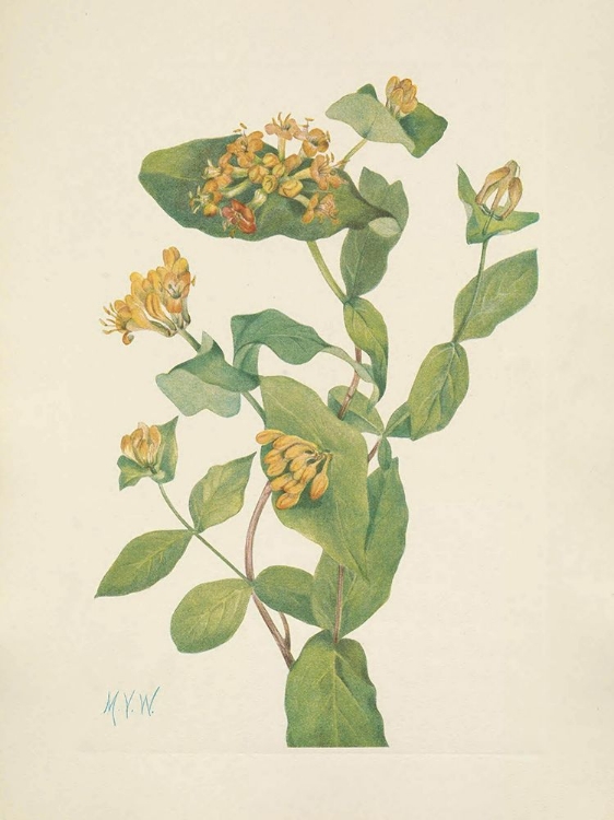 Picture of NORTH AMERICAN WILD FLOWERS 1925 - DOUGLAS HONEYSUCKLE FLOWER