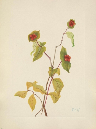 Picture of NORTH AMERICAN WILD FLOWERS 1925 - DOUGLAS HONEYSUCKLE FRUIT