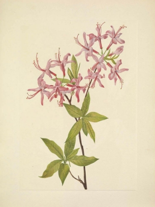 Picture of NORTH AMERICAN WILD FLOWERS 1925 - DOWNY PINXTERBLOOM