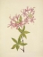 Picture of NORTH AMERICAN WILD FLOWERS 1925 - DOWNY PINXTERBLOOM