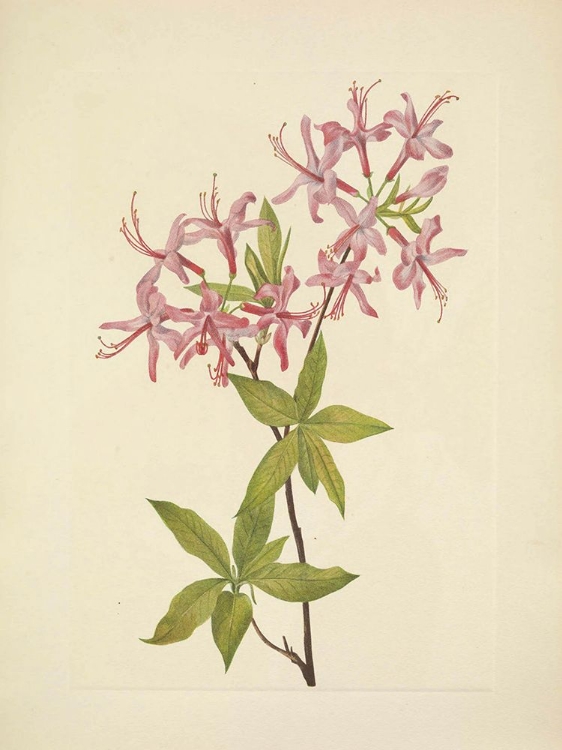 Picture of NORTH AMERICAN WILD FLOWERS 1925 - DOWNY PINXTERBLOOM