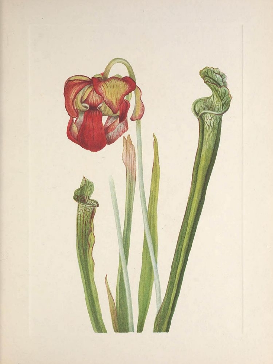 Picture of NORTH AMERICAN WILD FLOWERS 1925 - DRUMMOND PITCHER-PLANT