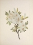 Picture of NORTH AMERICAN WILD FLOWERS 1925 - DRUMMOND WILLOW
