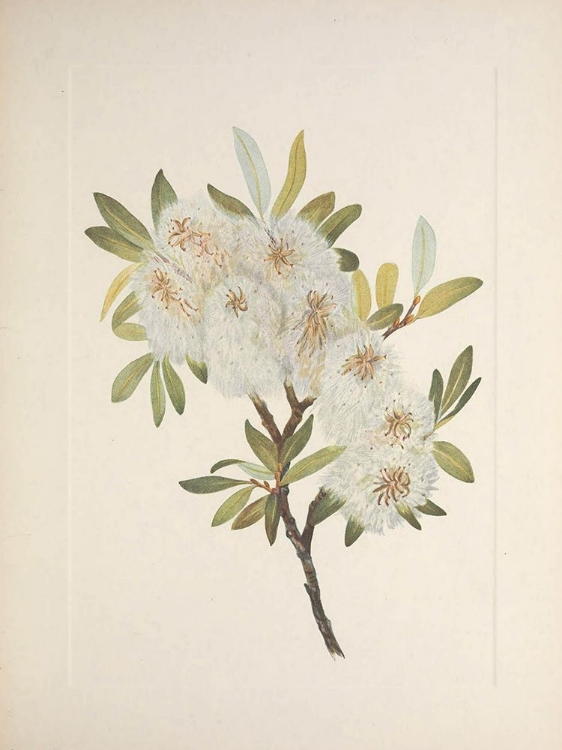 Picture of NORTH AMERICAN WILD FLOWERS 1925 - DRUMMOND WILLOW