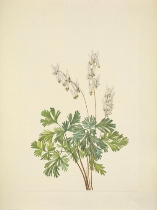 Picture of NORTH AMERICAN WILD FLOWERS 1925 - DUTCHMANS BREECHES