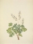 Picture of NORTH AMERICAN WILD FLOWERS 1925 - DUTCHMANS BREECHES