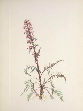 Picture of NORTH AMERICAN WILD FLOWERS 1925 - ELEPHANTHEAD