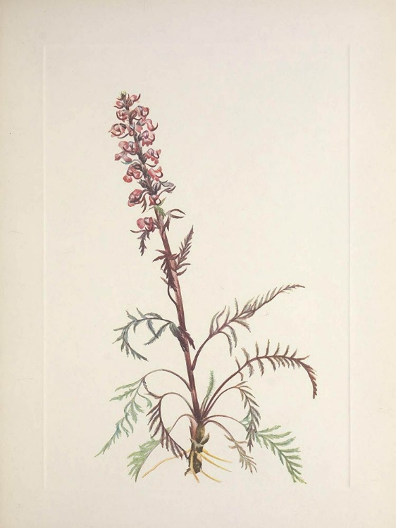 Picture of NORTH AMERICAN WILD FLOWERS 1925 - ELEPHANTHEAD