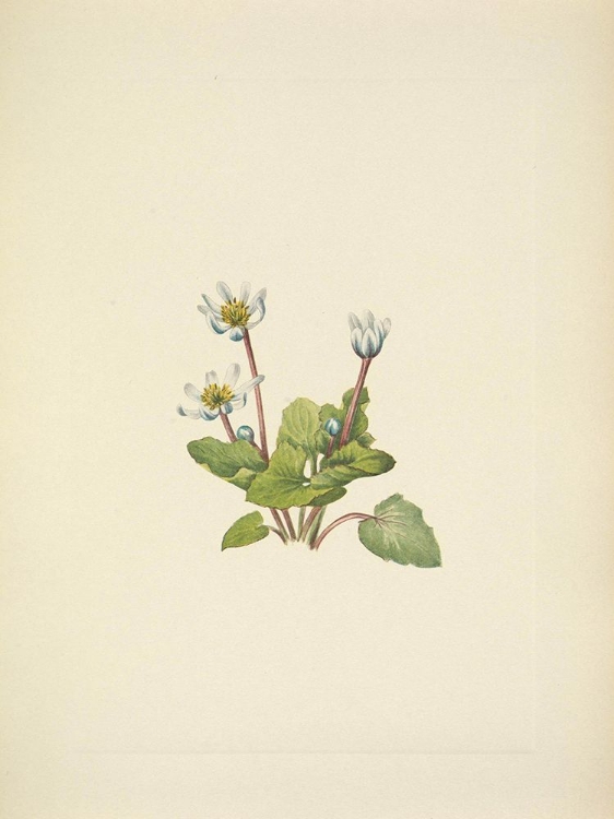 Picture of NORTH AMERICAN WILD FLOWERS 1925 - ELKSLIP