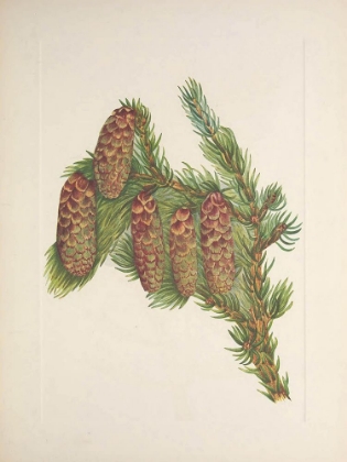 Picture of NORTH AMERICAN WILD FLOWERS 1925 - ENGELMANN SPRUCE
