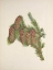 Picture of NORTH AMERICAN WILD FLOWERS 1925 - ENGELMANN SPRUCE
