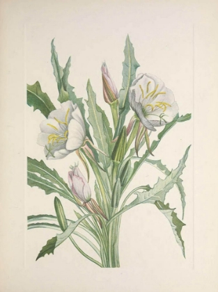 Picture of NORTH AMERICAN WILD FLOWERS 1925 - EVENING PRIMROSE
