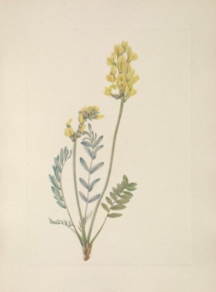 Picture of NORTH AMERICAN WILD FLOWERS 1925 - FALSE LOCOWEED