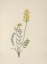 Picture of NORTH AMERICAN WILD FLOWERS 1925 - FALSE LOCOWEED