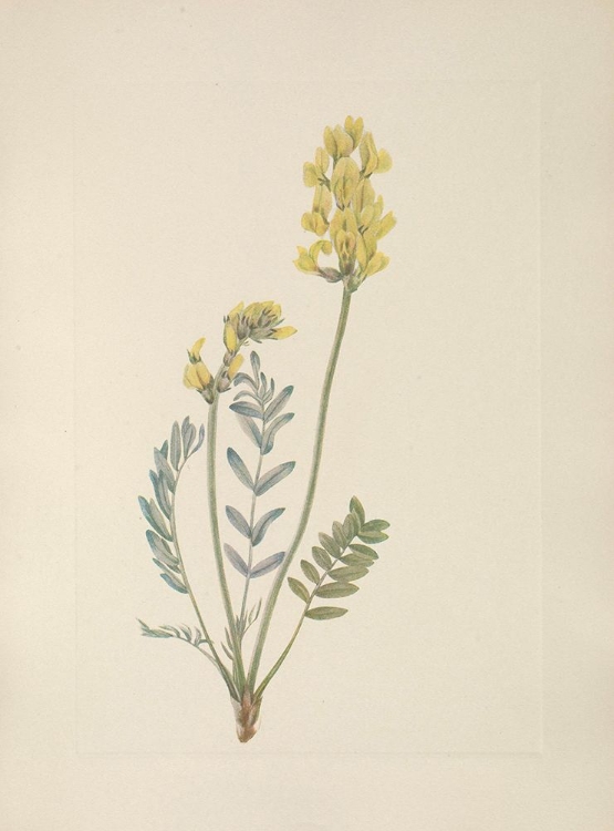 Picture of NORTH AMERICAN WILD FLOWERS 1925 - FALSE LOCOWEED
